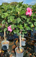 Seminole Pink Standard